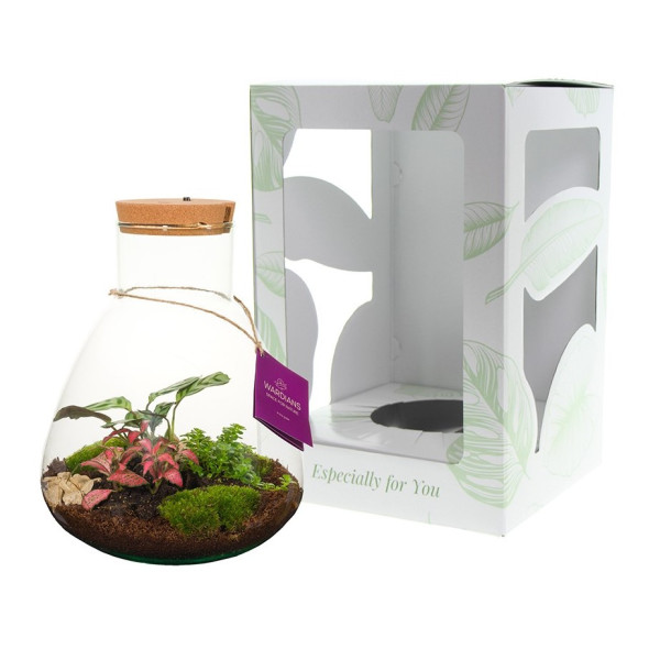 Wardians® Ecosystem - Erlenmeyer large + LED