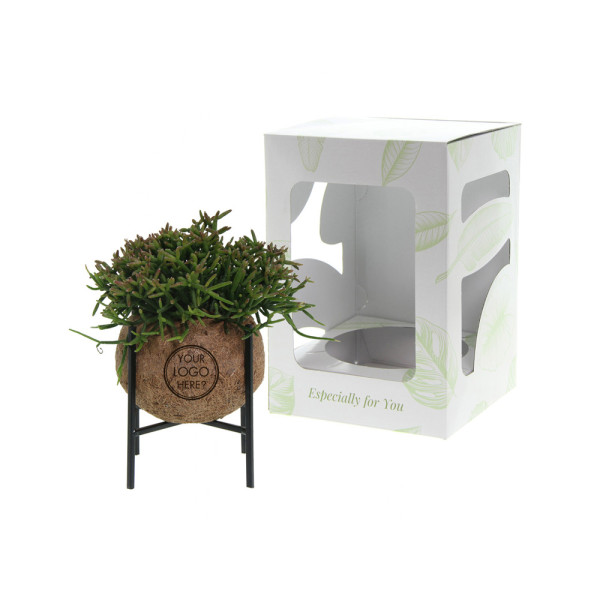 Kokodama® - Industrial easy green mix (M)